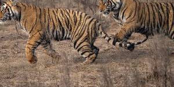 Wildlife Tours