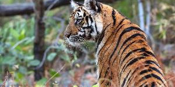 Jungle Safari Tours