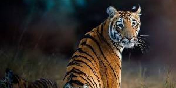 Kanha Tour Packages
