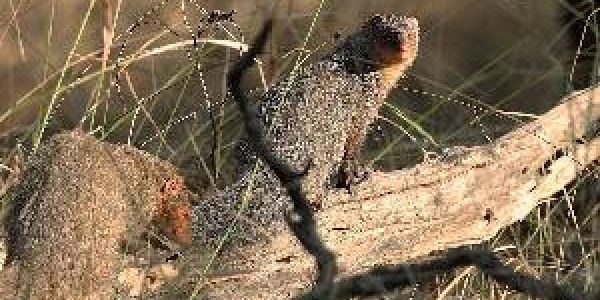 Pench Tour Packages