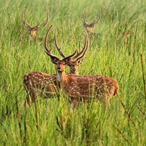 Sanjay-Dubri National Park