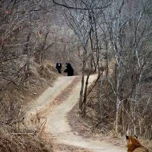 Kanha National Park