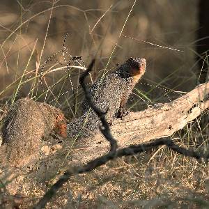 Ratapani National Park