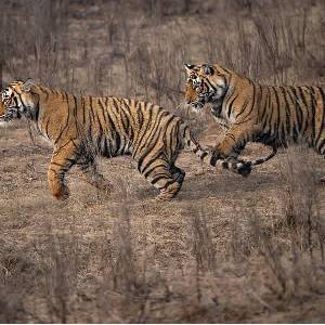 Sanjay-Dubri National Park