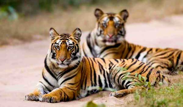 Kanha Wildlife Tours