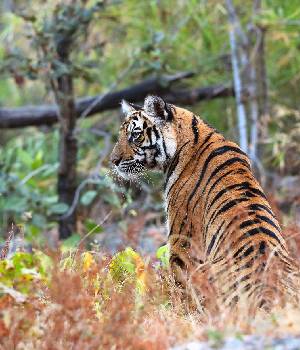 Pachmarhii Tour Packages
