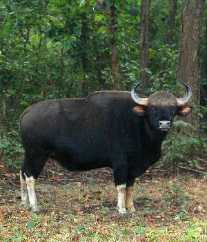 Jungle Safari Tours