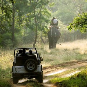 Bandhavgarh Tiger Safari