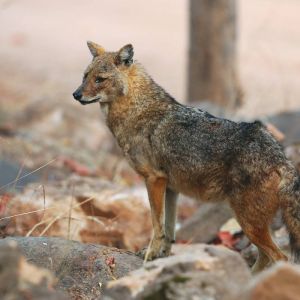 Pench National Park Jeep Safari