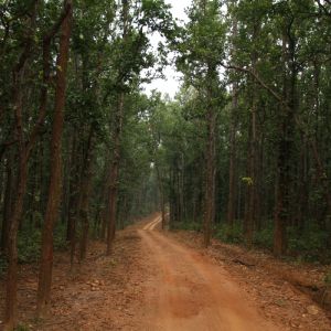Kanha National Park Jeep Safari