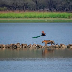 Panna National Park Jeep Safari