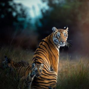 Pench National Park Lion Safari