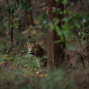 Ratapani National Park Jeep Safari